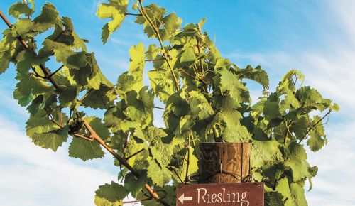A vineyard sign marking the old vine Riesling grapevines in the Brooks Estate Vineyard, planted in 1975.##Photo by Andrea Johnson
