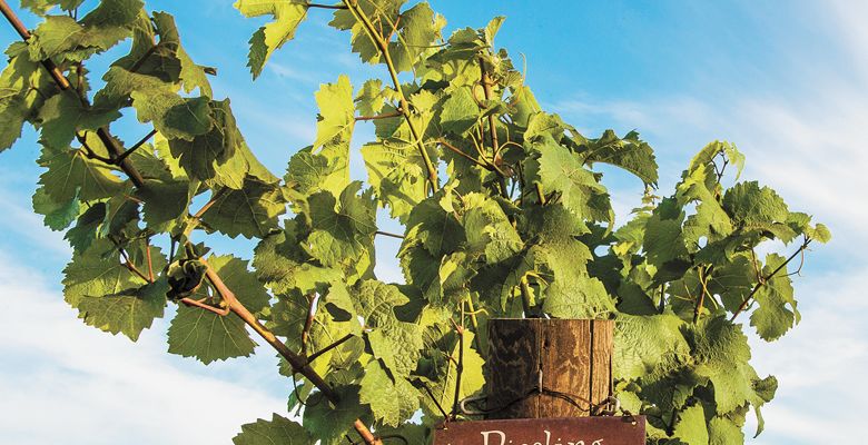 A vineyard sign marking the old vine Riesling grapevines in the Brooks Estate Vineyard, planted in 1975.##Photo by Andrea Johnson