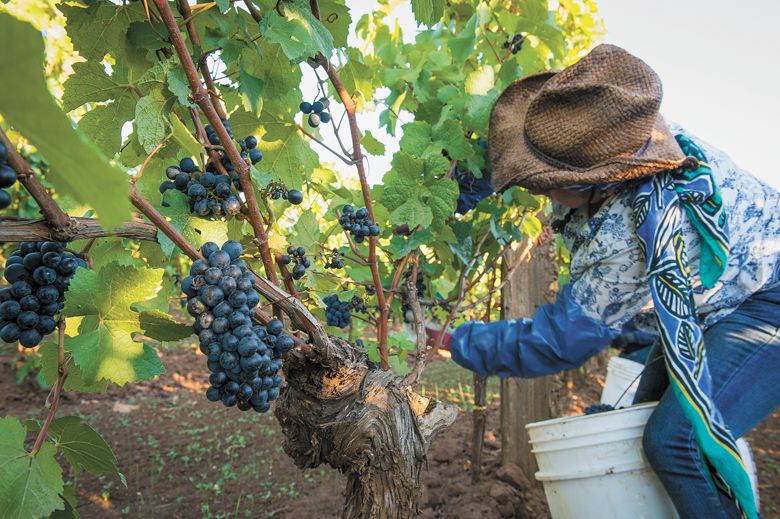 Pinot Noir grapes being harvested from an old grapevine planted at Brooks Estate Vineyard.##Photo by Andrea Johnson