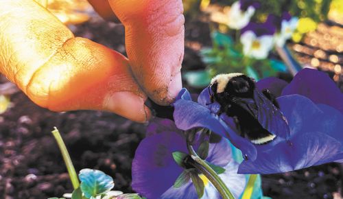 Viola flowers at Brooks Wine supply food to emerging bee queens. ##Photo provided by Brooks Wine