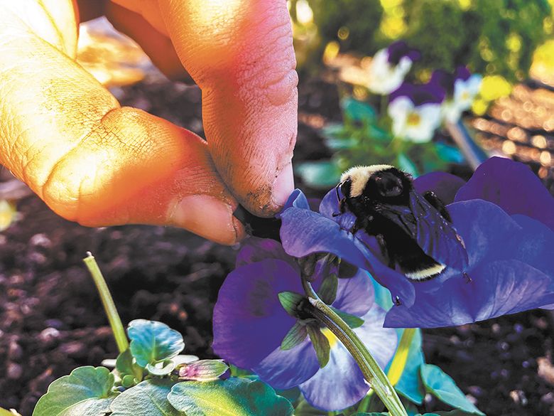 Viola flowers at Brooks Wine supply food to emerging bee queens. ##Photo provided by Brooks Wine