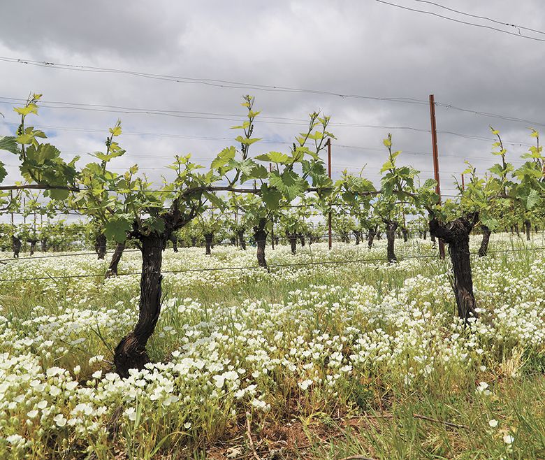 White meadowfoam flowers serve as undervine weed suppression at Bryn Mawr Vineyards. ## Photo by David Lauer