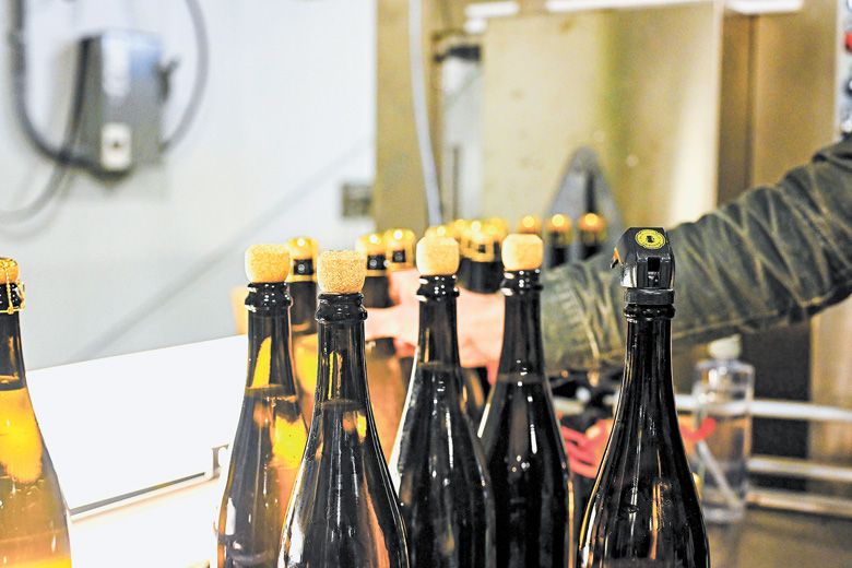 Newly corked bottles before wirehoods and foils are added. Newly corked bottles before wirehoods and foils are added.