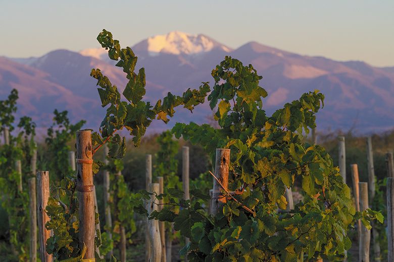 Snowcapped Andes Mountains form a picturesque backdrop behind vineyards at Bodega Corazón del Sol in Argentina’s Uco Valley. ## Photo provided by Alexana Estate