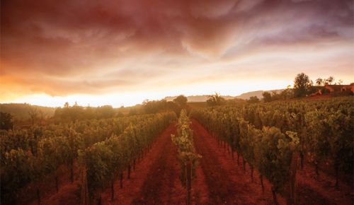 6:27 p.m.  Sept. 8: Wildfire smoke as it approached Belle Colline Vineyard, in the Willamette Valley’s Chehalem Mountains AVA. ##Photo by Carolyn Wells-Kramer