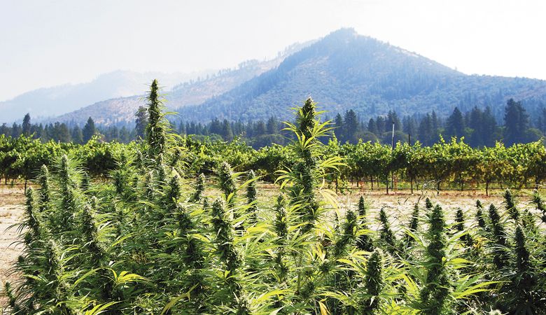 Southern Oregon licensed hemp field with grapevines in the background. ##Photo by Maureen Flanagan Battistella