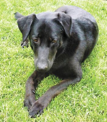 VineSpeak contributor Jessica Cortell’s beloved pooch, Carlile recently passed away from an infection. VineSpeak contributor Jessica Cortell’s beloved pooch, Carlile recently passed away from an infection.