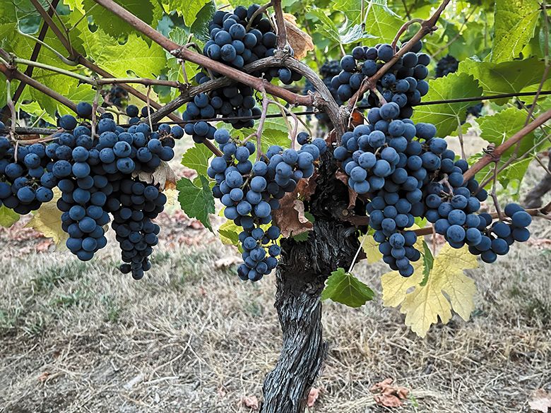 A Tempranillo grapevine, planted in 1996 and heavy with ripe fruit, growing at Felix Madrid’s Carlo & Julian Vineyard in Carlton. ## Photo provided by Carlo & Julian Vineyard and Winery