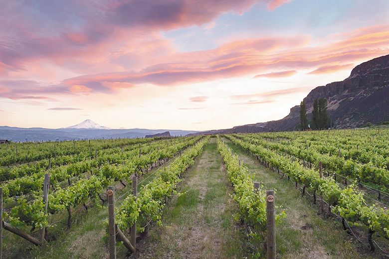 Oregon&rsquo;s Mount Hood can be seen from the Cascade Cliffs Vineyard, located in the new Columbia Hills AVA. ## Photo by Andrea Johnson