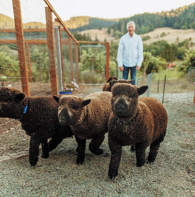 The baby doll sheep currently total seven. Chris is  helping the sheep make their way up from Glenn Vineyard back to the barn for the evening.  ##Photo provided by Celestial Hill Vineyard