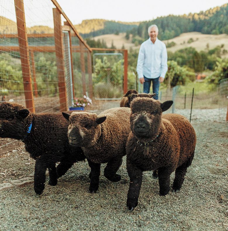 The baby doll sheep currently total seven. Chris is helping the sheep make their way up from Glenn Vineyard back to the barn for the evening. ##Photo provided by Celestial Hill Vineyard The baby doll sheep currently total seven. Chris is helping the sheep make their way up from Glenn Vineyard back to the barn for the evening. ##Photo provided by Celestial Hill Vineyard