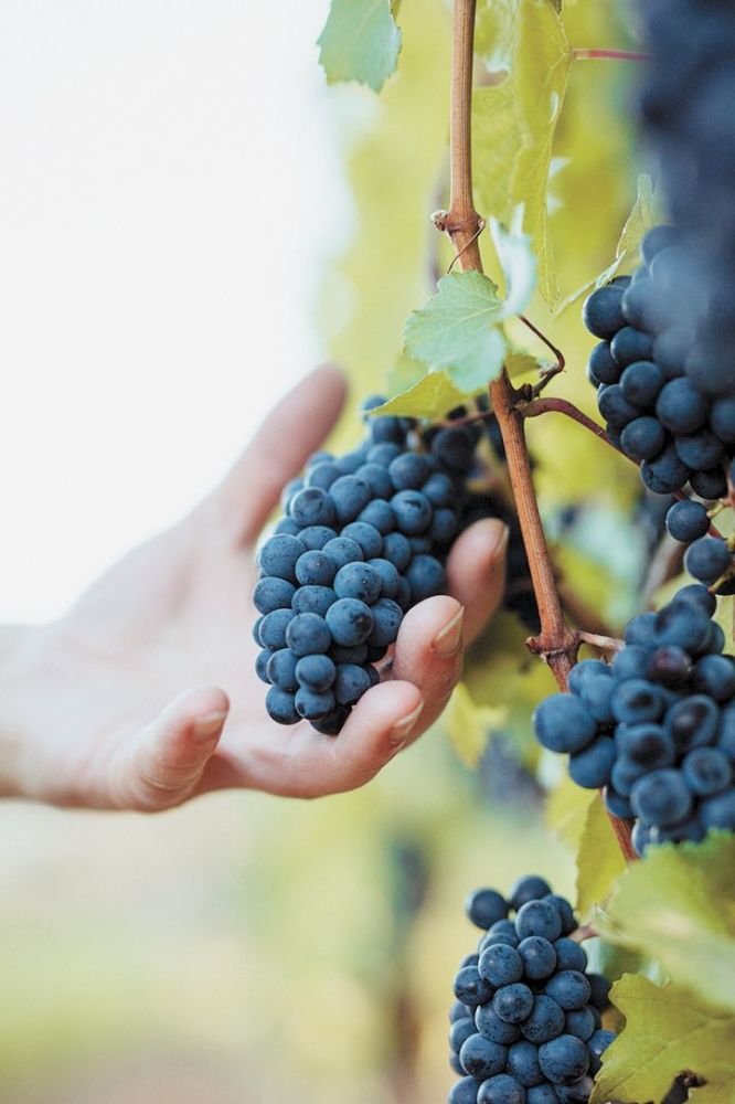 A beautiful cluster of Pinot Noir that ultimately made its way into the 2021 vintage##Photo provided by Celestial Hill Vineyard