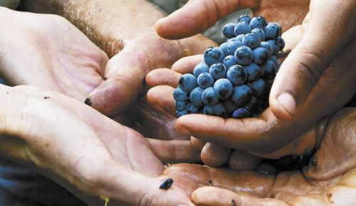 John Paul of Cameron Winery in the Dundee Hills and crew members join hands in a gesture of community and charity, an important part of the Oregon wine industry. ##Photo by Kathryn Elsesser