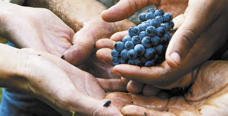 John Paul of Cameron Winery in the Dundee Hills and crew members join hands in a gesture of community and charity, an important part of the Oregon wine industry. ##Photo by Kathryn Elsesser