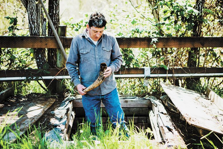 ooper Mountain’s winemaker Gilles de Domingo handles a cowhorn filled with manure. As part of their Biodymanic farming, the cownhorn is buried in order to stimulate humus development and root growth on physical and metaphysical levels##Photo by Cheryl Juetten