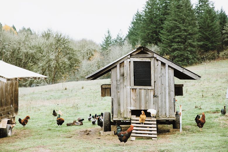 Chickens provide pest control and rich fertilizer to the Mineral Springs Ranch soil.##Photo By Cheryl Juetten