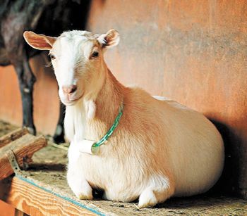 Pholia Farm raises Nigerian
dwarf goats to produce its cheese. Pholia Farm raises Nigerian
dwarf goats to produce its cheese.
