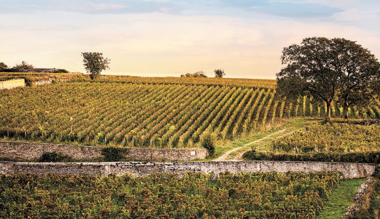 Clos des Mouches, Domaine Joseph Drouhin, Burgundy. ##Photo by Kathryn Elsesser