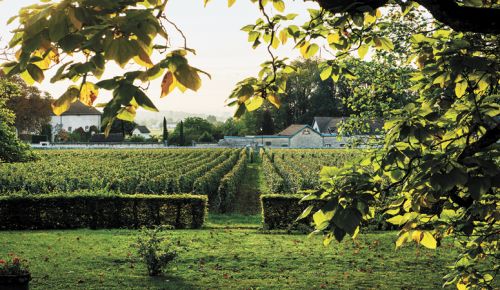 Lingua Franca co-founder Dominique Lafon’s home vineyard, Clos de la Barre, at Domaine des Comtes Lafon, Meursault, Burgundy. ##Photo by Kathryn Elsesser