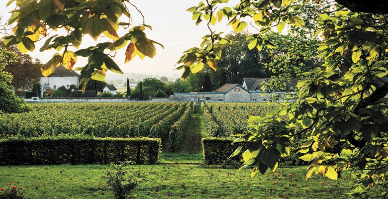 Lingua Franca co-founder Dominique Lafon’s home vineyard, Clos de la Barre, at Domaine des Comtes Lafon, Meursault, Burgundy. ##Photo by Kathryn Elsesser