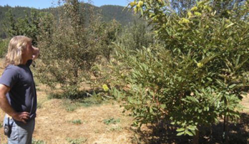 Bill Steele, co-owner of Cowhorn Vineyards &
Gardens in Jacksonville, looks at a chestnut tree
in the orchard where he plans to add late-fruiting
cherries for the Ashland Co-op. Photo provided.