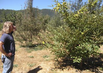 Bill Steele, co-owner of Cowhorn Vineyards &
Gardens in Jacksonville, looks at a chestnut tree
in the orchard where he plans to add late-fruiting
cherries for the Ashland Co-op. Photo provided.