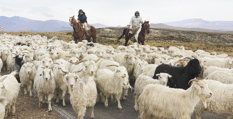 Gauchos herd their goats in Argentine Patagonia, where Pinot Noir is the favorite grape for wine production. ##Photo by Amanda Barnes