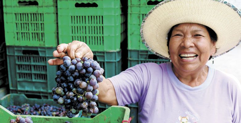 Quebranta grapes from the Peruvian harvest, are ready to transform into wine and Pisco. ##Photo by Amanda Barnes