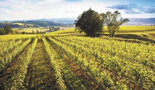 Yamhela Vineyard, east of Yamhill, was recently purchased by Precept Wines of Seattle. Photo: ©2012 Russ Widstrand, Portland