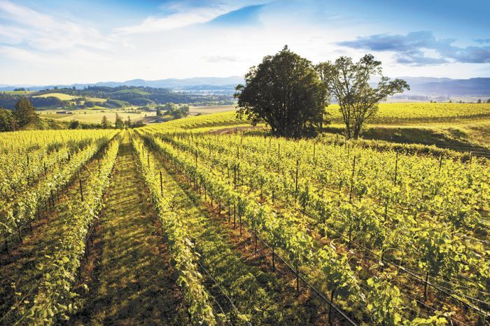 Yamhela Vineyard, east of Yamhill, was recently purchased by Precept Wines of Seattle. Photo: ©2012 Russ Widstrand, Portland