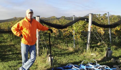 Peter Rosback helps with harvest at Pisa Terraces Vineyard in Central Otago.  Rosback bottles and sells a New Zealand wine under his Sineann label.  Photo provided.