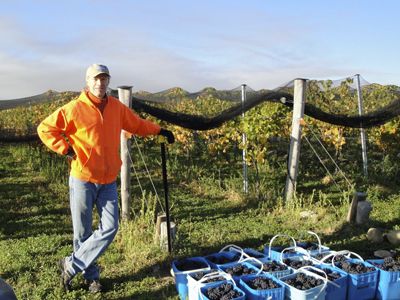 Peter Rosback helps with harvest at Pisa Terraces Vineyard in Central Otago.  Rosback bottles and sells a New Zealand wine under his Sineann label.  Photo provided.
