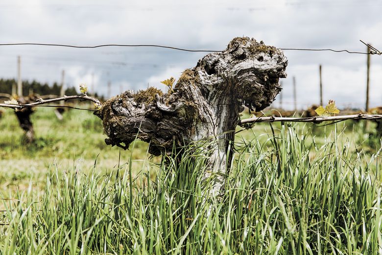 An old Cooper Mountain grapevine.##photo by Cheryl Juetten