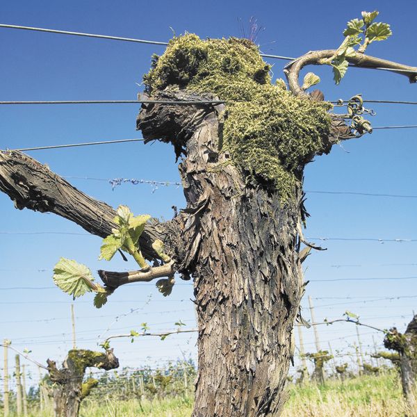 Ponzi Vineyards has some of the oldest vines — 40-plus years — in Oregon, let alone the Chehalem Mountains AVA, where the estate vineyard lies.Photo by Andrea Johnson