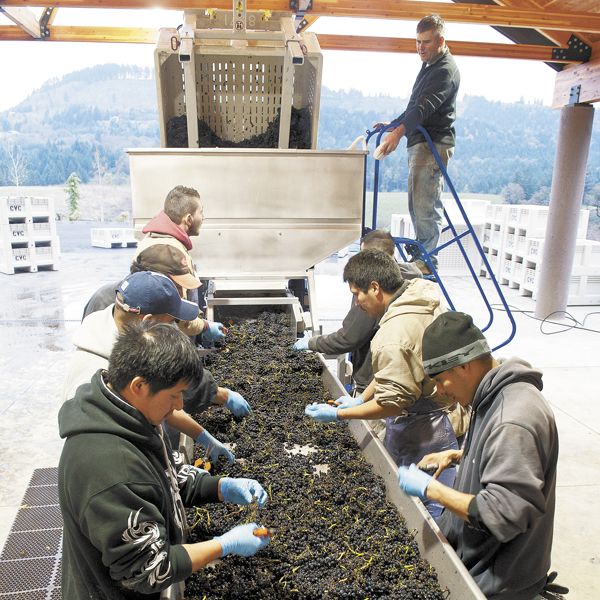Harvest crews process Pinot Noir at Colene Clemens, located where the Chehalem Mountains and Ribbon Ridge AVAs merge.Photo by Andrea Johnson Harvest crews process Pinot Noir at Colene Clemens, located where the Chehalem Mountains and Ribbon Ridge AVAs merge.Photo by Andrea Johnson