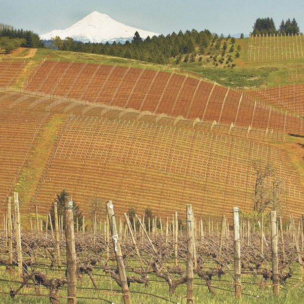 Knudsen Vineyard contains old vines and a view of Mount Hood in the Dundee Hills AVA.Photo by Andrea Johnson Knudsen Vineyard contains old vines and a view of Mount Hood in the Dundee Hills AVA.Photo by Andrea Johnson