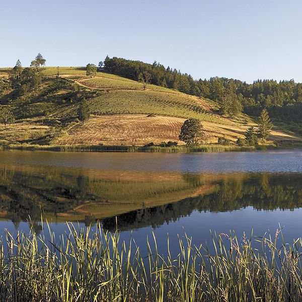 Momtazi Vineyard focuses on Biodynamic Pinot Noir in the McMinnville AVA.Photo by Andrea Johnson