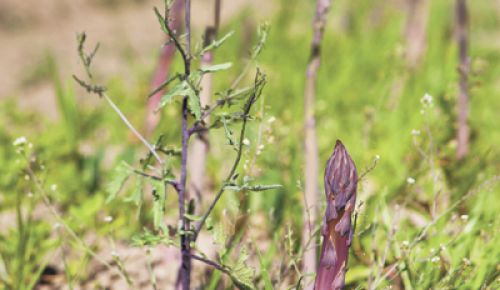 Cowhorn Biodynamic asparagus. ##Photo provided