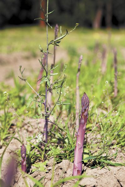 Cowhorn Biodynamic asparagus. ##Photo provided Cowhorn Biodynamic asparagus. ##Photo provided