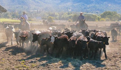 In addition to unique wine grape varieties, Plaisance Ranch raises beef cattle. ## Photo provided by Plaisance Ranch