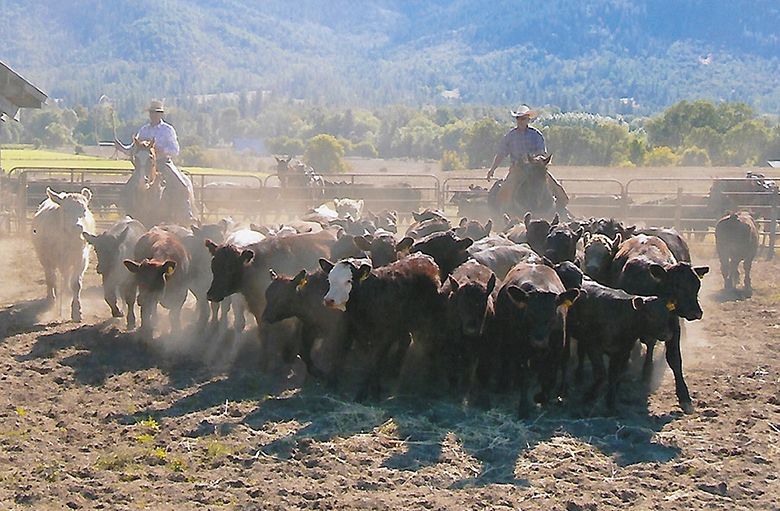 In addition to unique wine grape varieties, Plaisance Ranch raises beef cattle. ## Photo provided by Plaisance Ranch In addition to unique wine grape varieties, Plaisance Ranch raises beef cattle. ## Photo provided by Plaisance Ranch