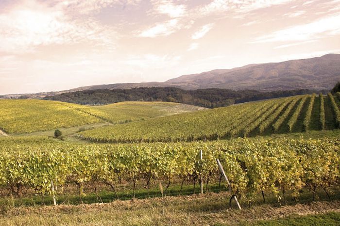 A vineyard in northeastern Croatia.