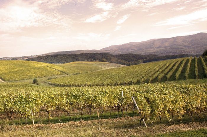 A vineyard in northeastern Croatia. A vineyard in northeastern Croatia.
