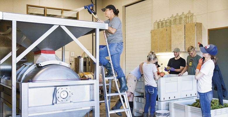 Students work during harvest in the Chemeketa Cellar’s winery in Salem. ##Photo provided