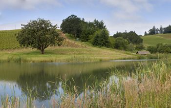 Doe Ridge Vineyard consists of a Biodynamic side (on left) and a sustainable LIVE side (in distant right. The vineyard is owned by the Black family of The Four Graces winery in Carlton. Doe Ridge Vineyard consists of a Biodynamic side (on left) and a sustainable LIVE side (in distant right. The vineyard is owned by the Black family of The Four Graces winery in Carlton.