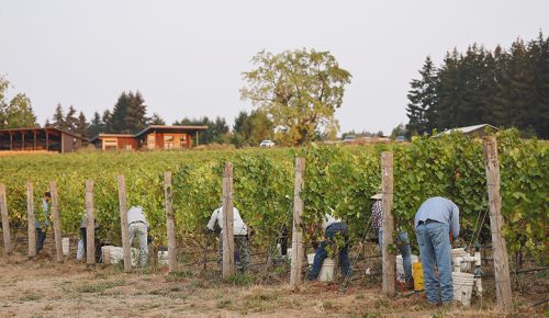 Stewards harvesting fruit at Domaine Willamette s Bernau Estate Vineyard. ## Photo provided by Domaine Willamette