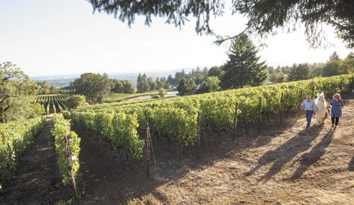 Ken and Celia Austin walk the vineyard with pooches and a llama by their side. ##Photo by Andrea Johnson