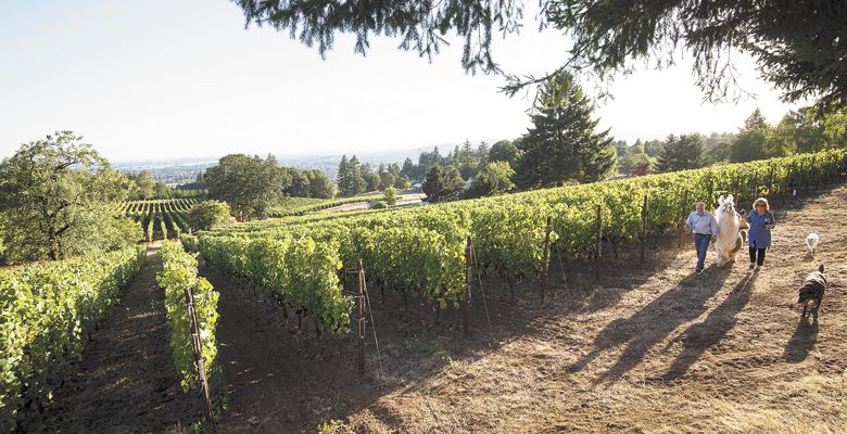 Ken and Celia Austin walk the vineyard with pooches and a llama by their side. ##Photo by Andrea Johnson