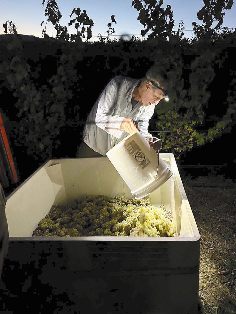 Dark Hollow Farm&rsquo;s owner Brian Sephton dumping white grapes into a bin. ## Photo provided by Dark Hollow Farm