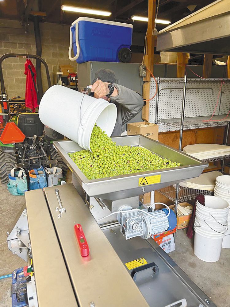 Brian Sephton dumping olives into his press. ## Photo provided by Dark Hollow Farm